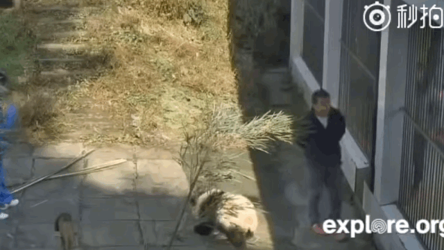 학대받던 화니 사랑만 받는 아이바오 | 인스티즈