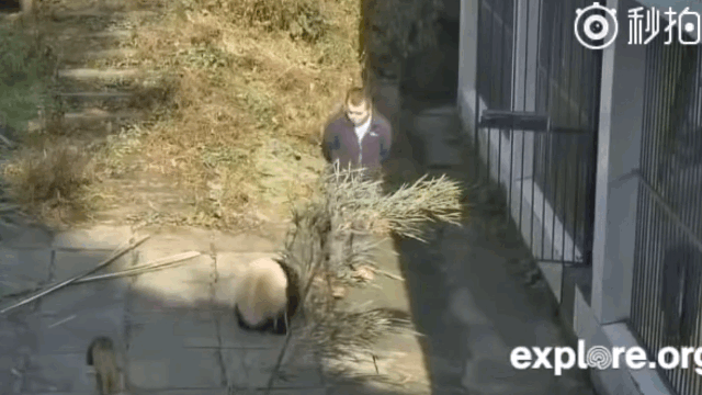 학대받던 화니 사랑만 받는 아이바오 | 인스티즈