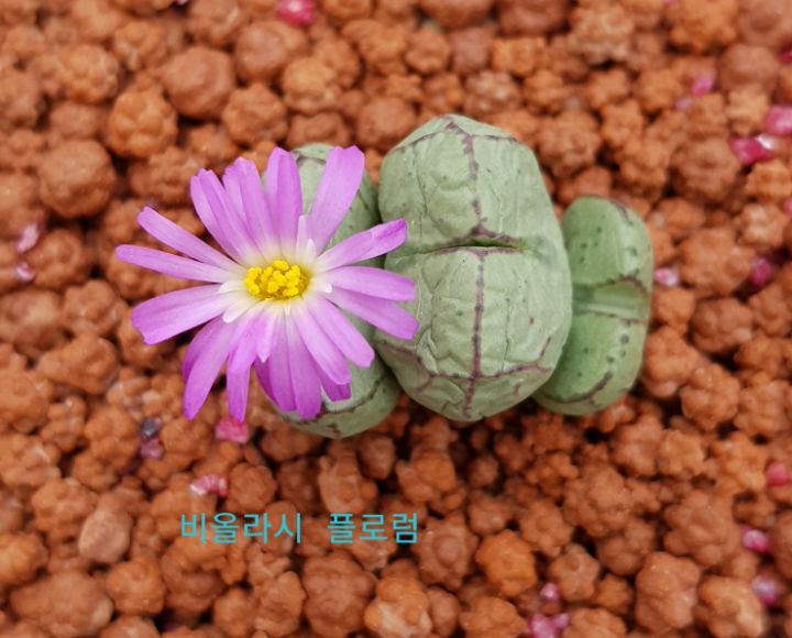 코노 이미지