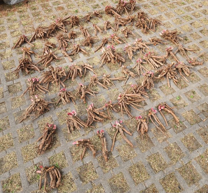 젤라 이미지