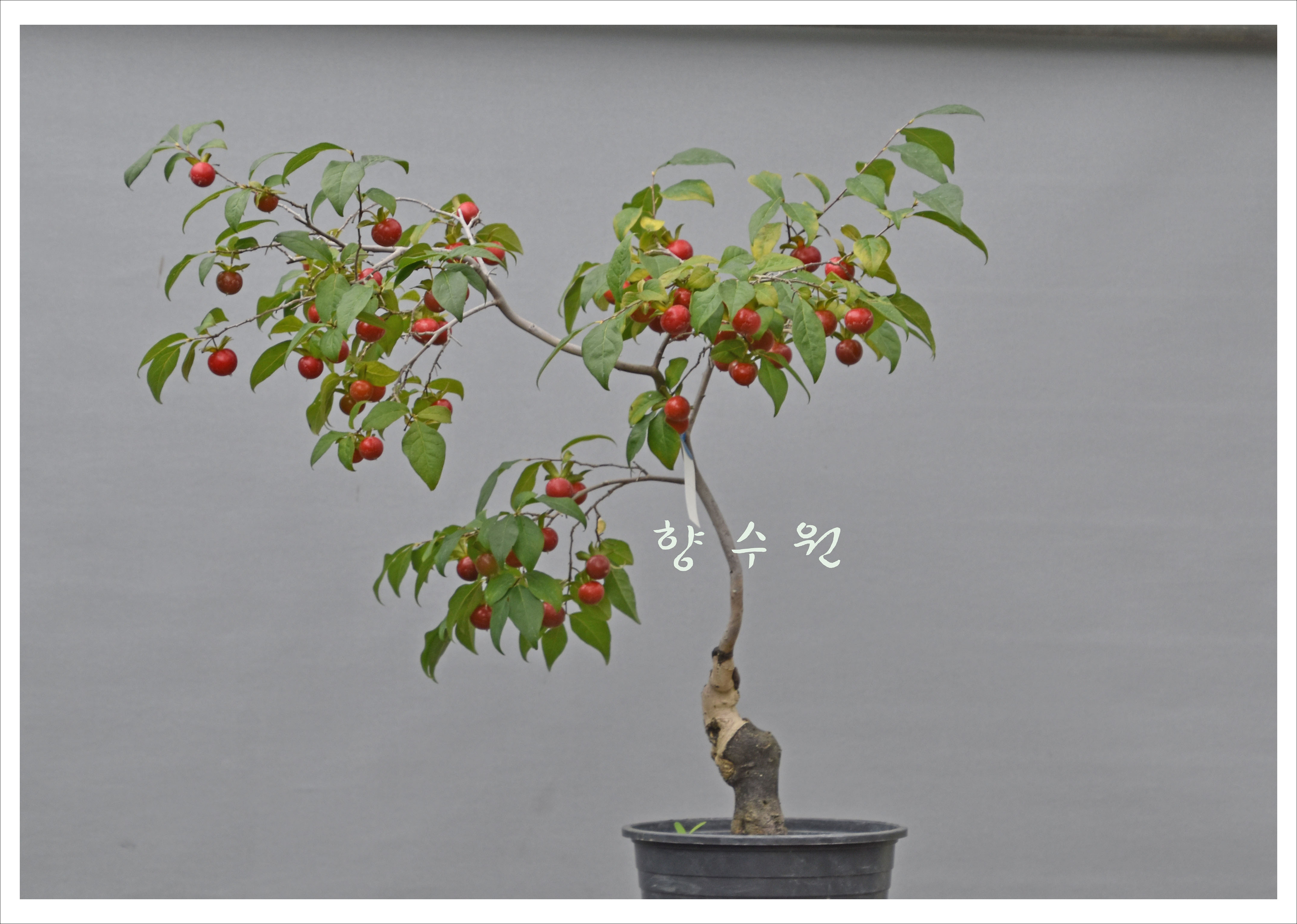 시우 이미지