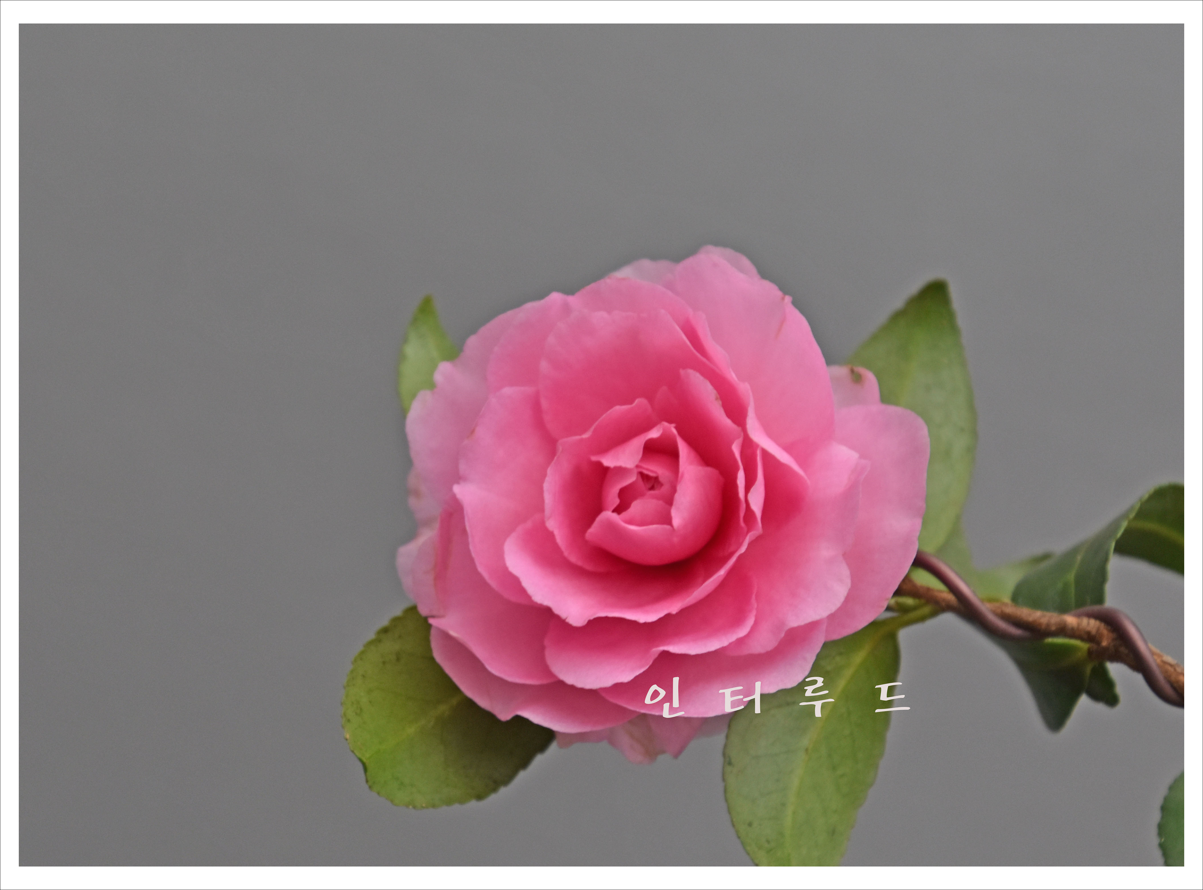 인터루드 이미지