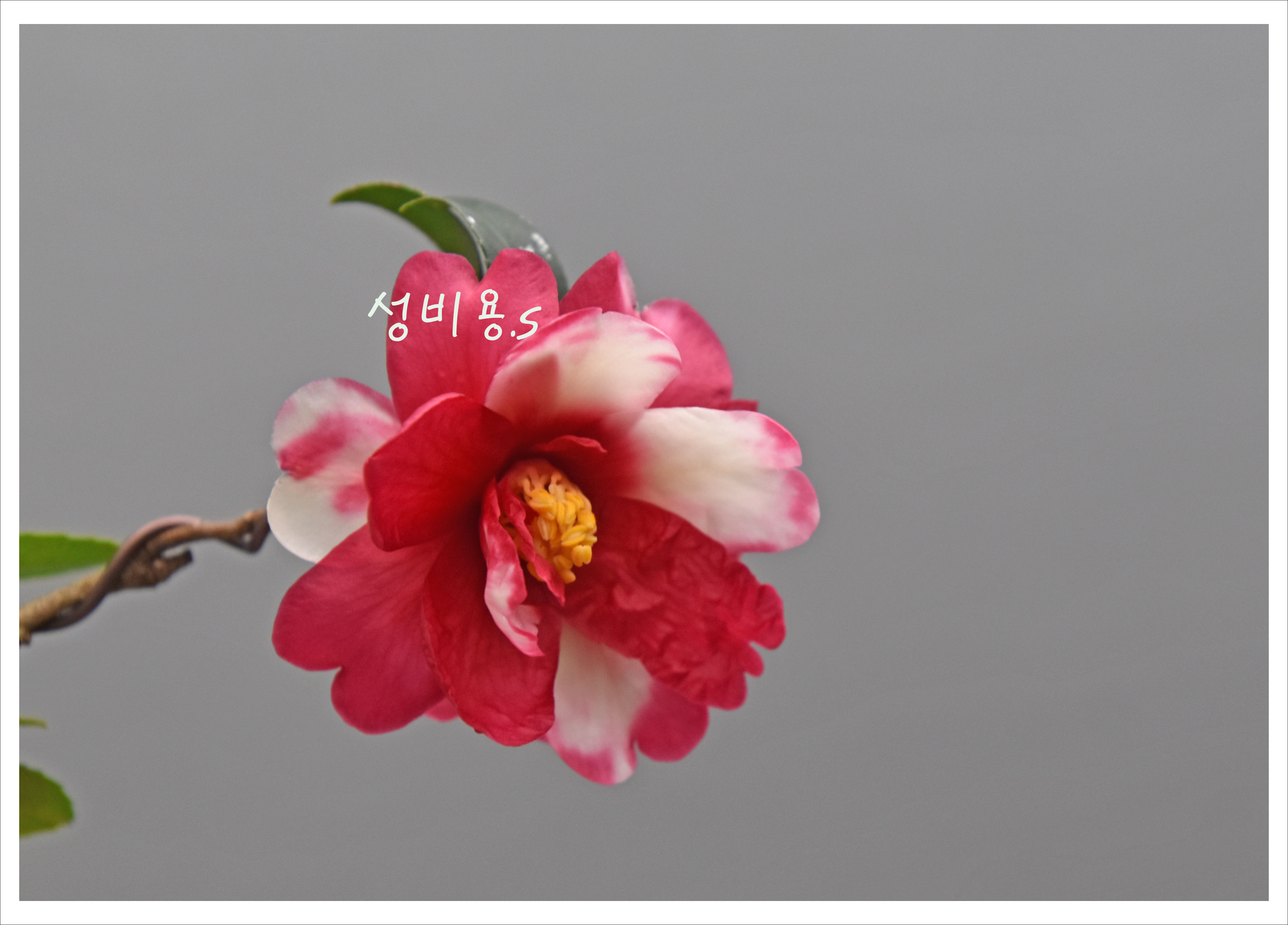 호시 이미지