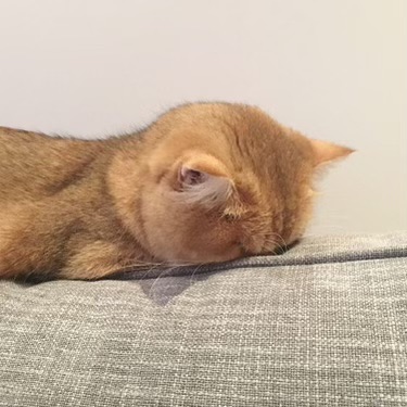 우요 이미지