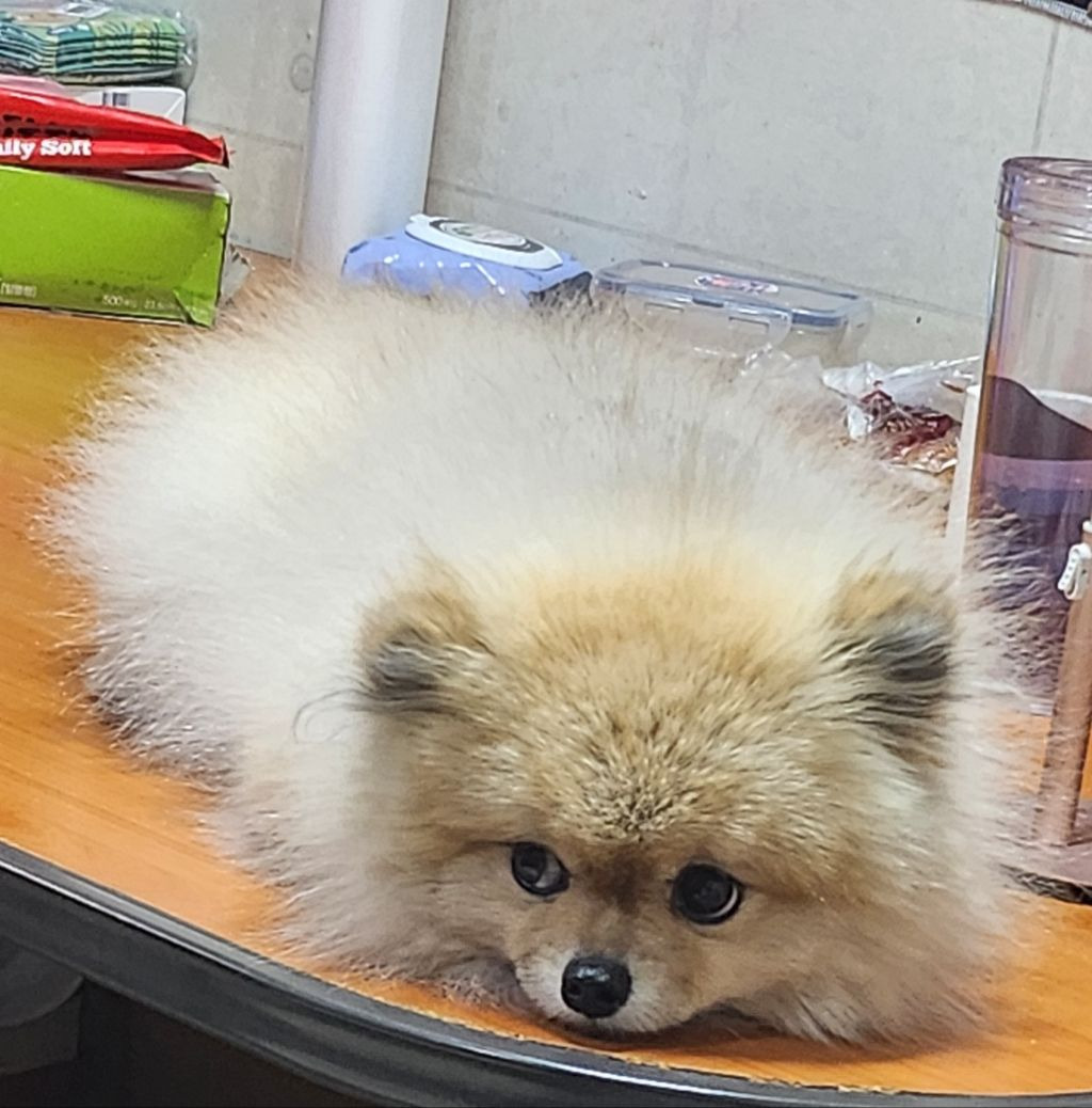 명원 이미지