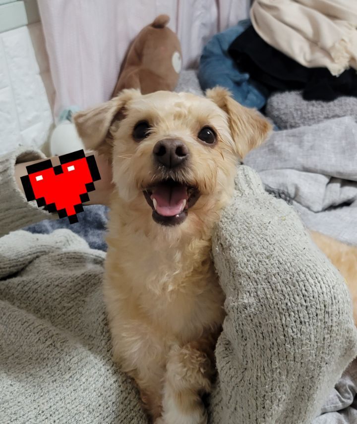 해피포피 이미지