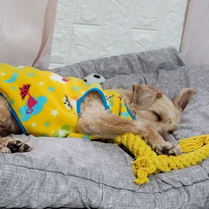 해피포피 이미지