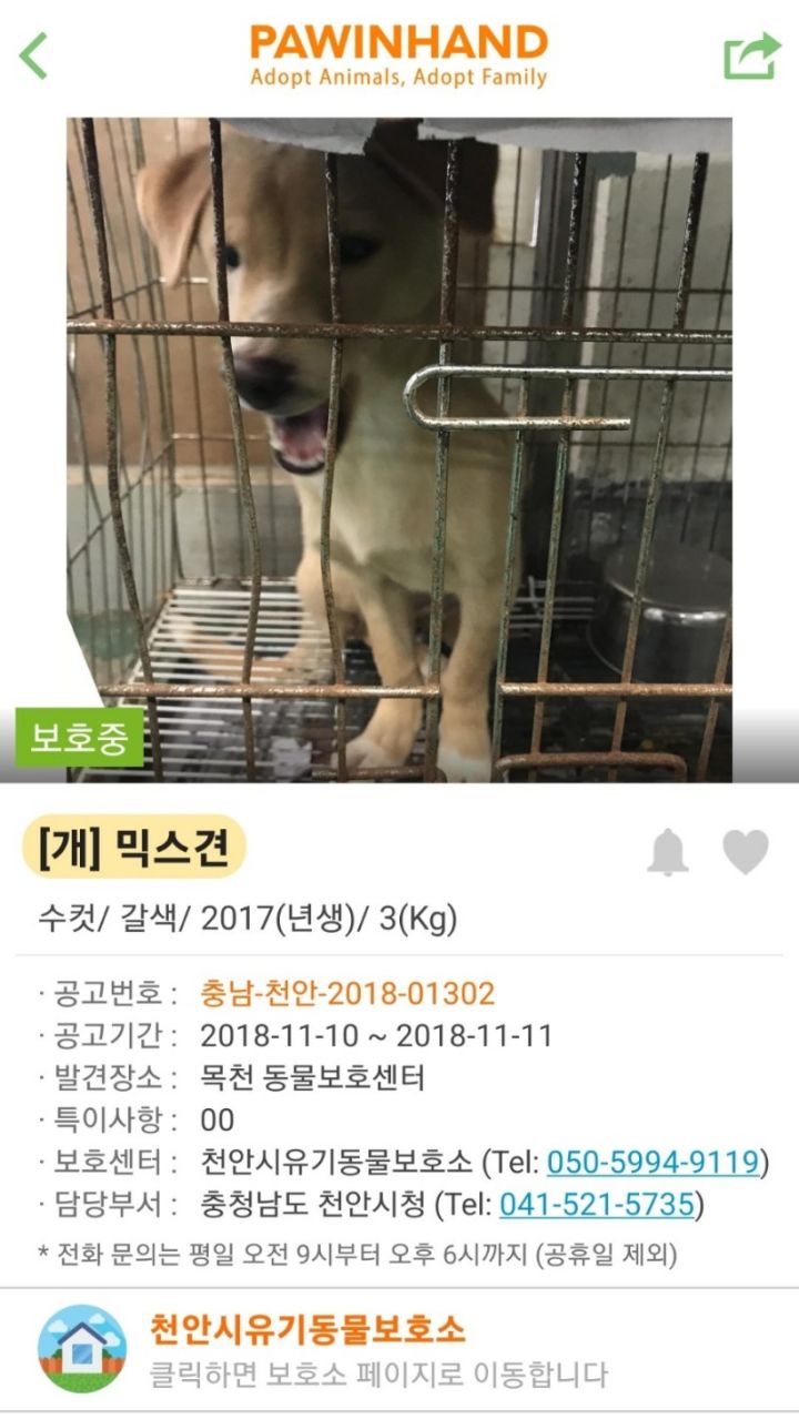 밤비 이미지