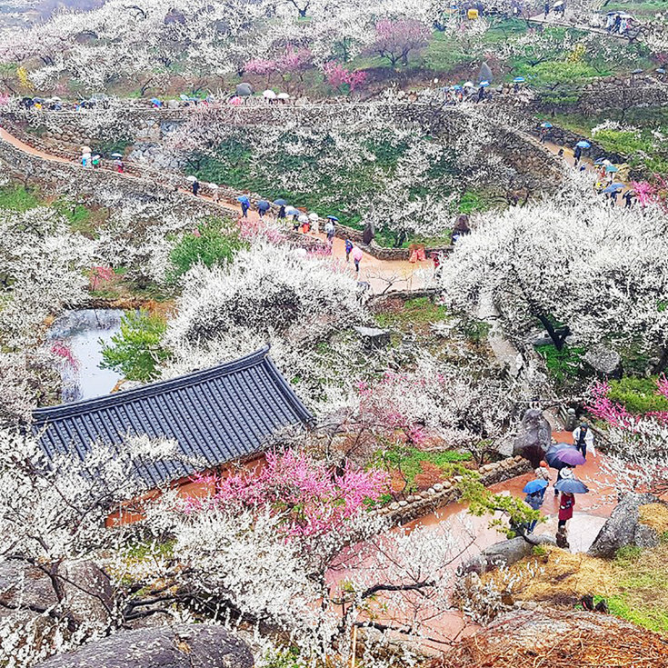 매화김밥 이미지