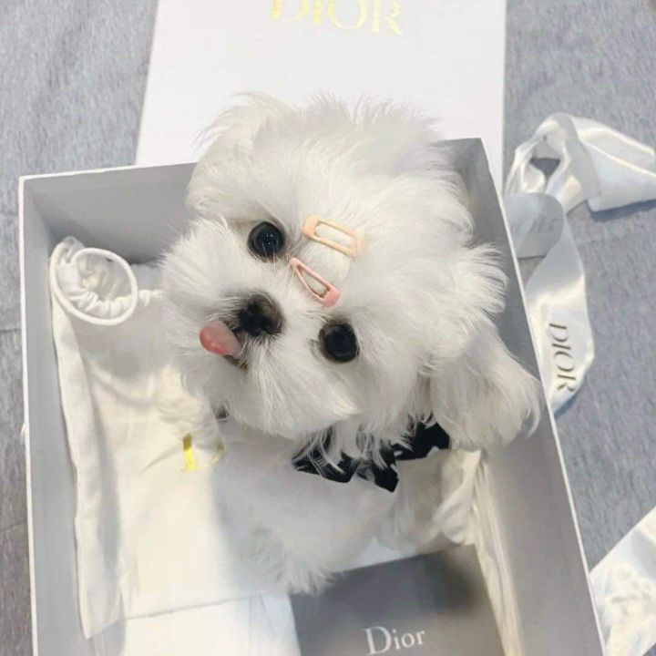 띵동 이미지
