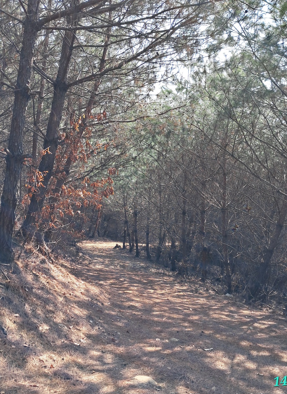 소나무숲 이미지