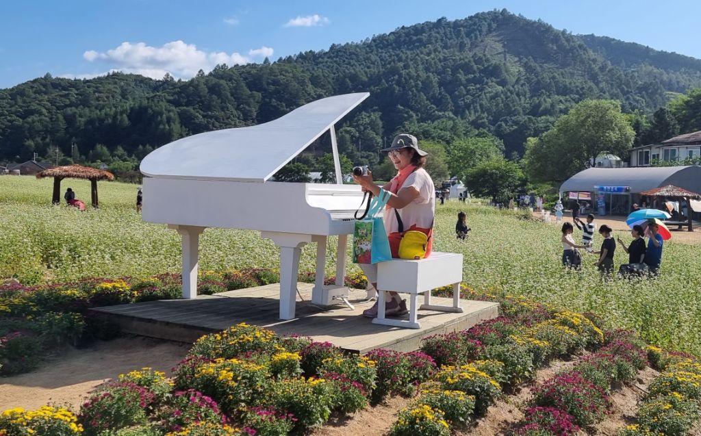 봉평메밀밭 이미지