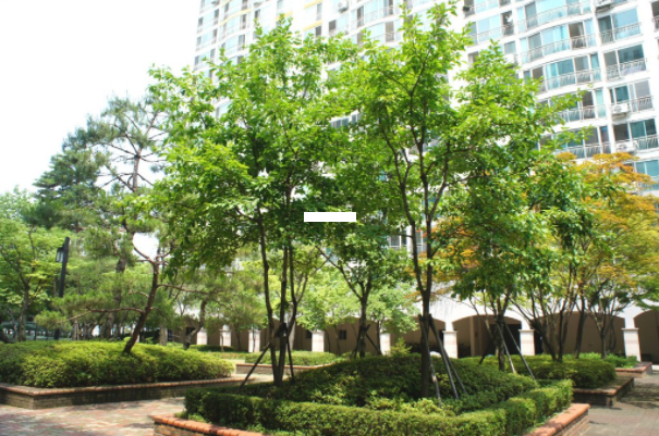 Daum카페