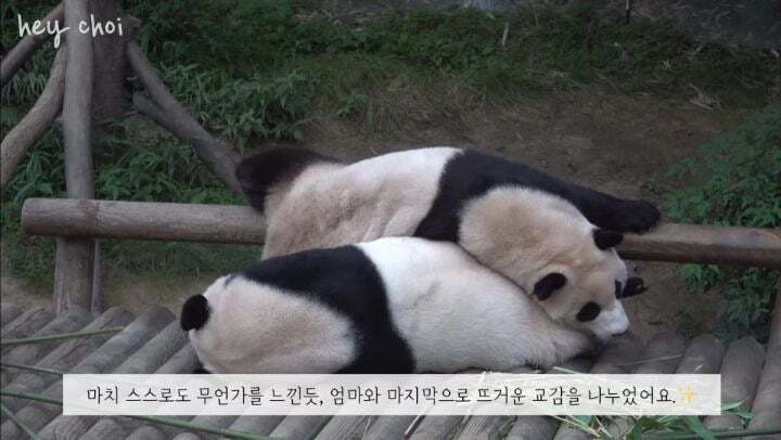 학대받던 아이바오(푸바오 엄마) 우리나라 사육사한테 마음을 열게 된 과정 | 인스티즈