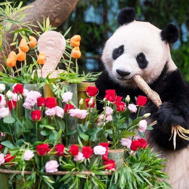 학대받던 아이바오(푸바오 엄마) 우리나라 사육사한테 마음을 열게 된 과정 | 인스티즈