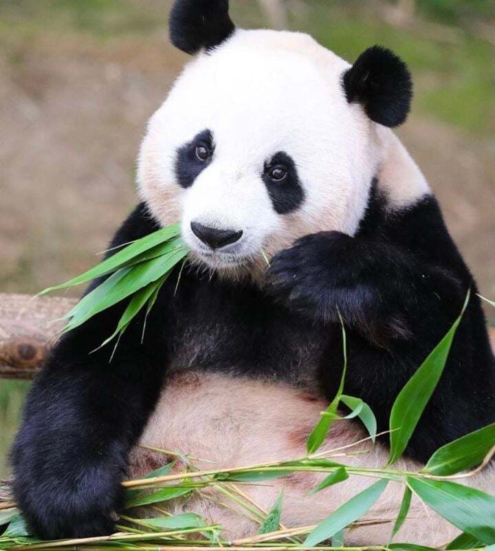 학대받던 아이바오(푸바오 엄마) 우리나라 사육사한테 마음을 열게 된 과정 | 인스티즈
