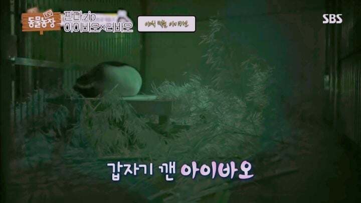 학대받던 아이바오(푸바오 엄마) 우리나라 사육사한테 마음을 열게 된 과정 | 인스티즈