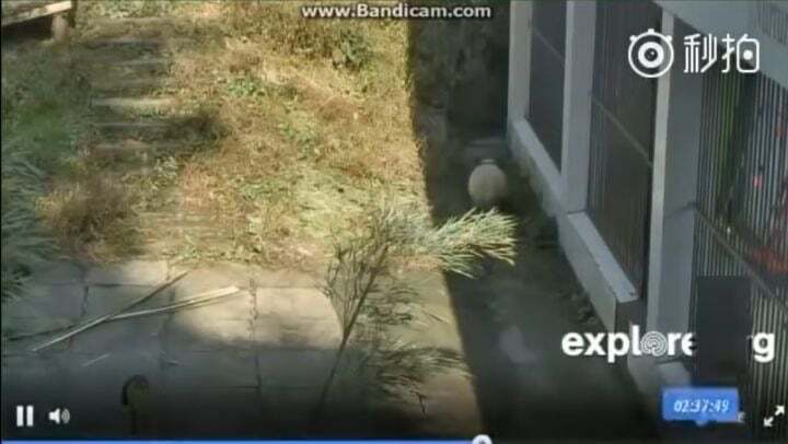 학대받던 아이바오(푸바오 엄마) 우리나라 사육사한테 마음을 열게 된 과정 | 인스티즈