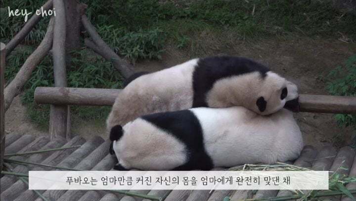 학대받던 아이바오(푸바오 엄마) 우리나라 사육사한테 마음을 열게 된 과정 | 인스티즈