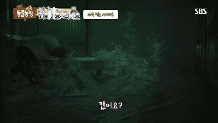 학대받던 아이바오(푸바오 엄마) 우리나라 사육사한테 마음을 열게 된 과정 | 인스티즈