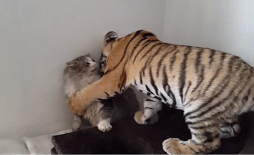 고양이와 호양이 | 인스티즈