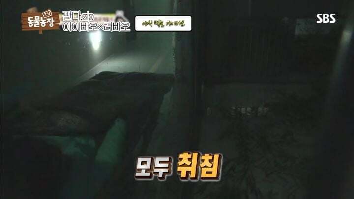 학대받던 아이바오(푸바오 엄마) 우리나라 사육사한테 마음을 열게 된 과정 | 인스티즈