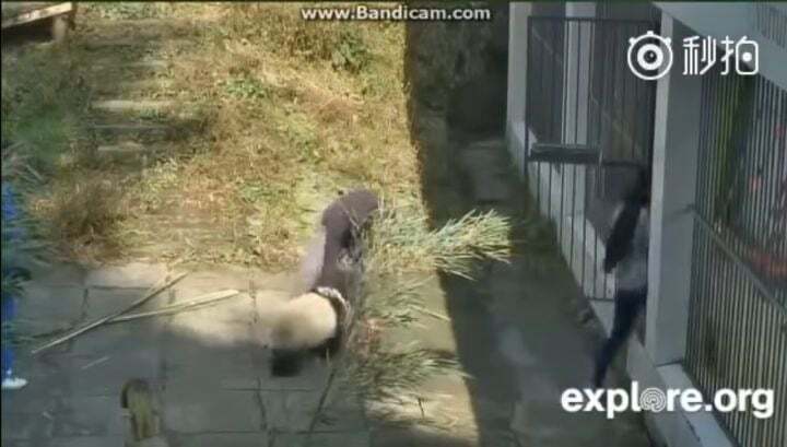 학대받던 아이바오(푸바오 엄마) 우리나라 사육사한테 마음을 열게 된 과정 | 인스티즈