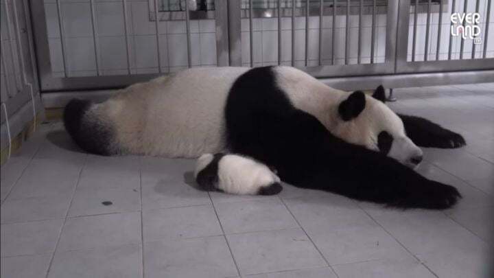 학대받던 아이바오(푸바오 엄마) 우리나라 사육사한테 마음을 열게 된 과정 | 인스티즈