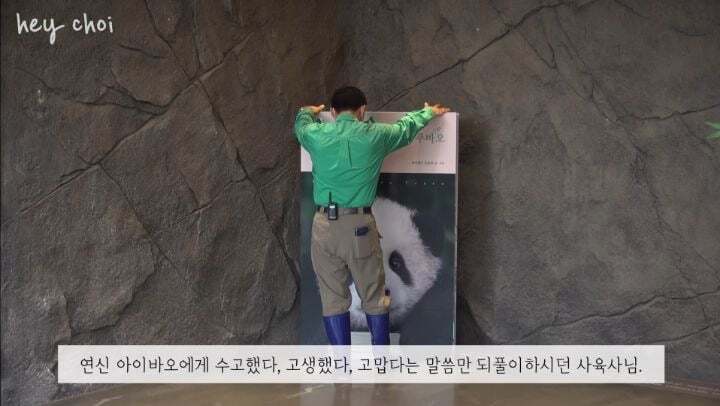 학대받던 아이바오(푸바오 엄마) 우리나라 사육사한테 마음을 열게 된 과정 | 인스티즈