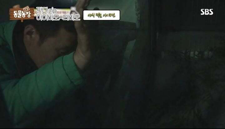 학대받던 아이바오(푸바오 엄마) 우리나라 사육사한테 마음을 열게 된 과정 | 인스티즈