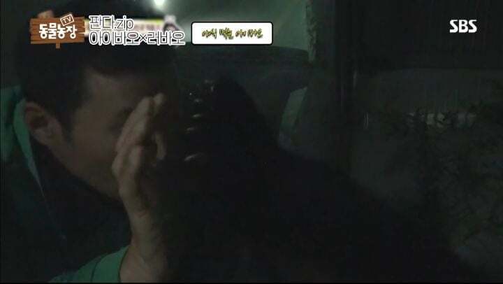 학대받던 아이바오(푸바오 엄마) 우리나라 사육사한테 마음을 열게 된 과정 | 인스티즈