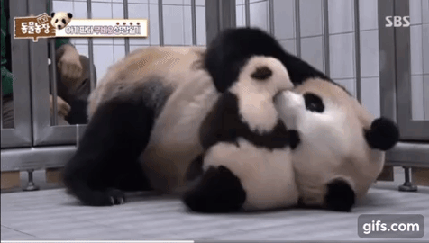 학대받던 아이바오(푸바오 엄마) 우리나라 사육사한테 마음을 열게 된 과정 | 인스티즈