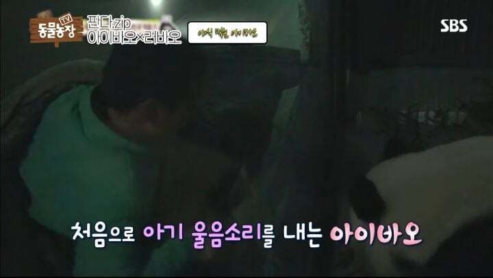 학대받던 아이바오(푸바오 엄마) 우리나라 사육사한테 마음을 열게 된 과정 | 인스티즈