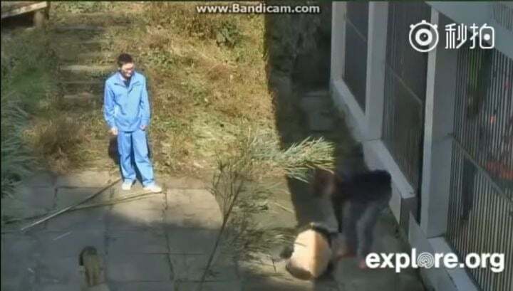 학대받던 아이바오(푸바오 엄마) 우리나라 사육사한테 마음을 열게 된 과정 | 인스티즈