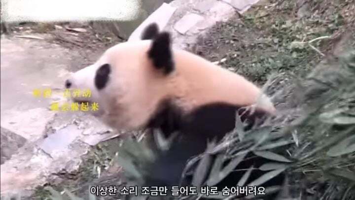 학대받던 아이바오(푸바오 엄마) 우리나라 사육사한테 마음을 열게 된 과정 | 인스티즈