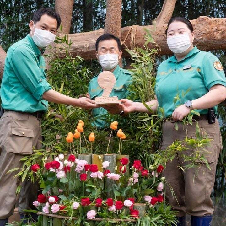 학대받던 아이바오(푸바오 엄마) 우리나라 사육사한테 마음을 열게 된 과정 | 인스티즈