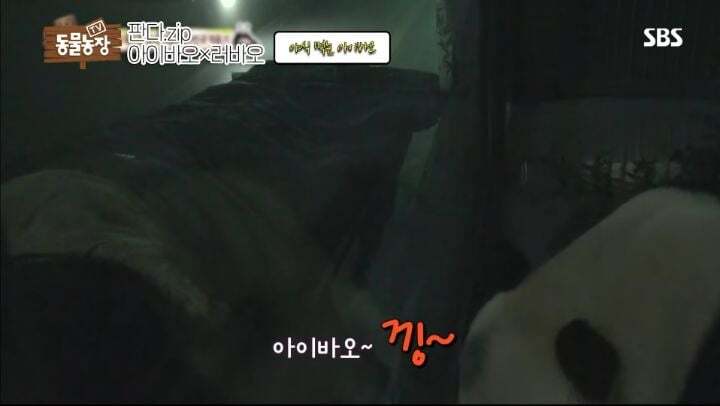 학대받던 아이바오(푸바오 엄마) 우리나라 사육사한테 마음을 열게 된 과정 | 인스티즈