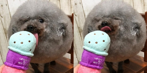 솜사탕 이미지