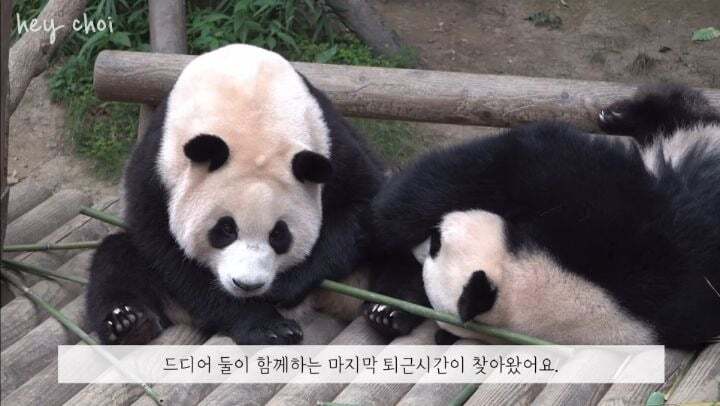 학대받던 아이바오(푸바오 엄마) 우리나라 사육사한테 마음을 열게 된 과정 | 인스티즈