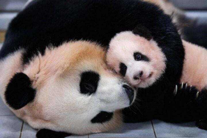 학대받던 아이바오(푸바오 엄마) 우리나라 사육사한테 마음을 열게 된 과정 | 인스티즈