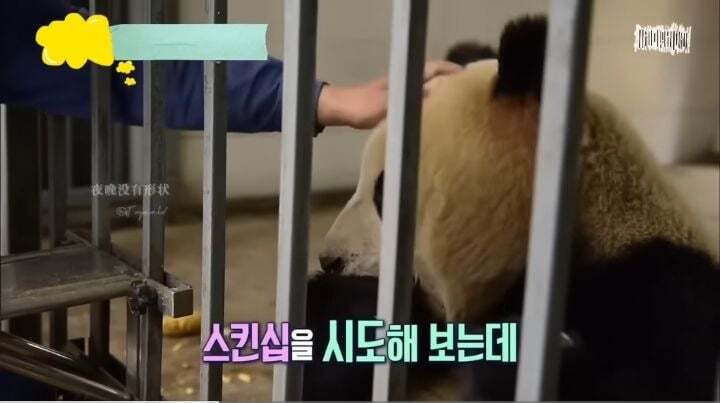 학대받던 아이바오(푸바오 엄마) 우리나라 사육사한테 마음을 열게 된 과정 | 인스티즈