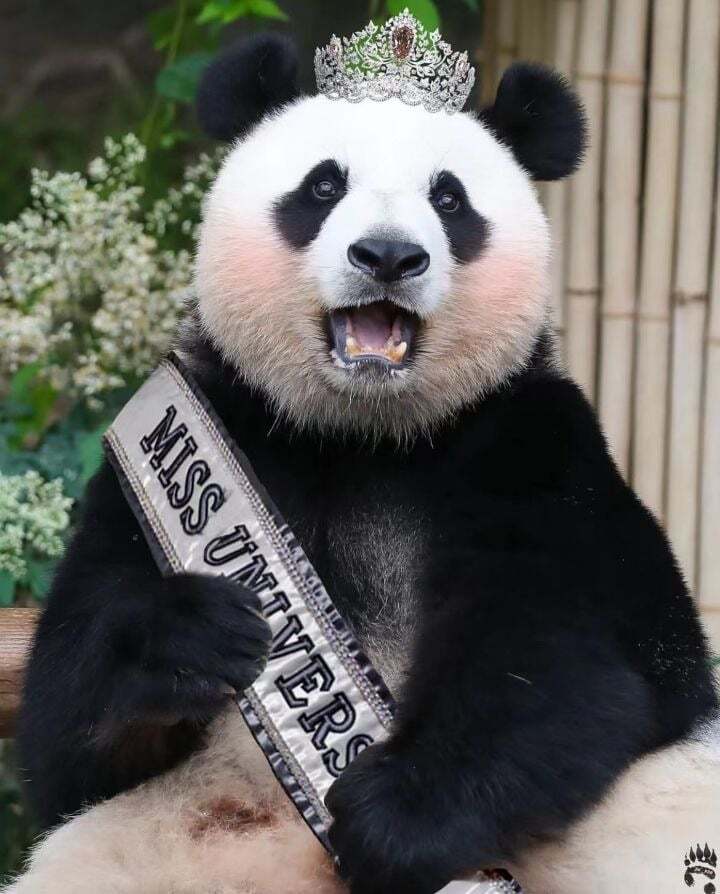 학대받던 아이바오(푸바오 엄마) 우리나라 사육사한테 마음을 열게 된 과정 | 인스티즈