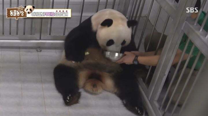 학대받던 아이바오(푸바오 엄마) 우리나라 사육사한테 마음을 열게 된 과정 | 인스티즈