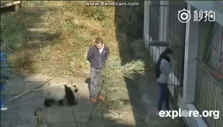 학대받던 아이바오(푸바오 엄마) 우리나라 사육사한테 마음을 열게 된 과정 | 인스티즈