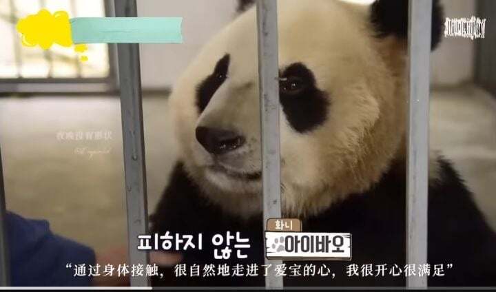 학대받던 아이바오(푸바오 엄마) 우리나라 사육사한테 마음을 열게 된 과정 | 인스티즈