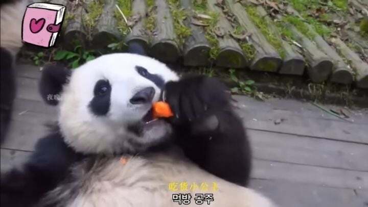 학대받던 아이바오(푸바오 엄마) 우리나라 사육사한테 마음을 열게 된 과정 | 인스티즈