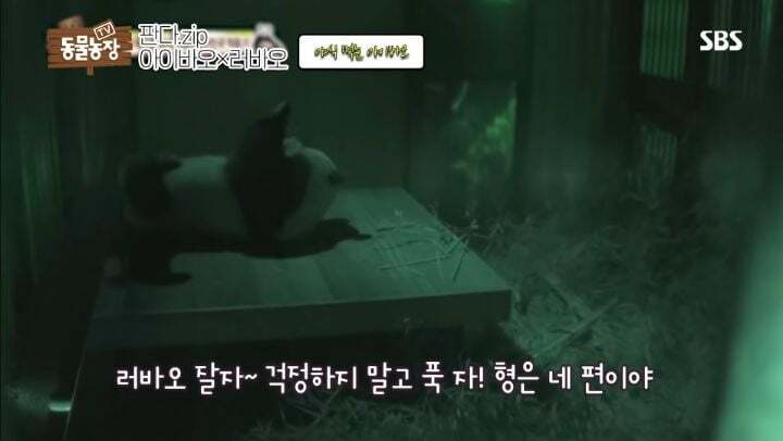 학대받던 아이바오(푸바오 엄마) 우리나라 사육사한테 마음을 열게 된 과정 | 인스티즈