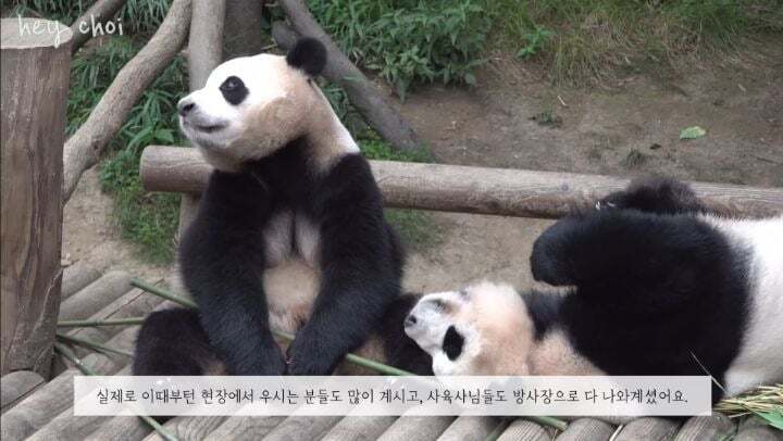 학대받던 아이바오(푸바오 엄마) 우리나라 사육사한테 마음을 열게 된 과정 | 인스티즈