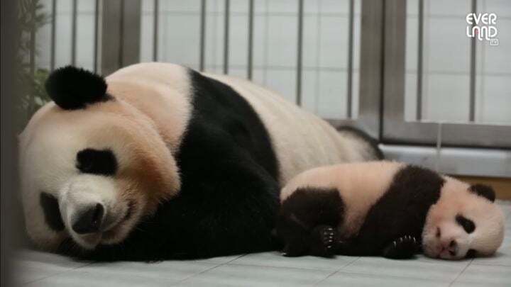 학대받던 아이바오(푸바오 엄마) 우리나라 사육사한테 마음을 열게 된 과정 | 인스티즈