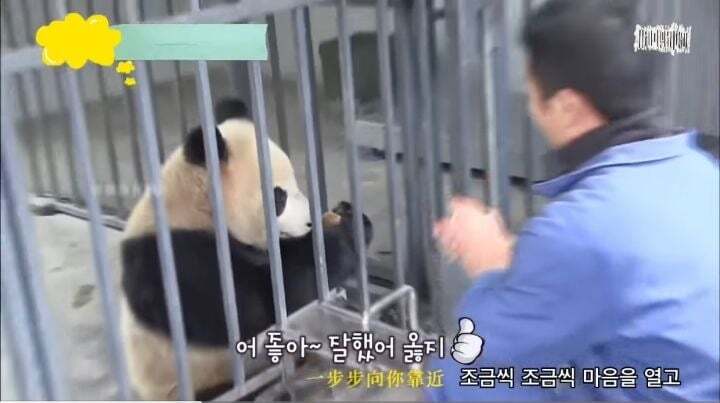 학대받던 아이바오(푸바오 엄마) 우리나라 사육사한테 마음을 열게 된 과정 | 인스티즈